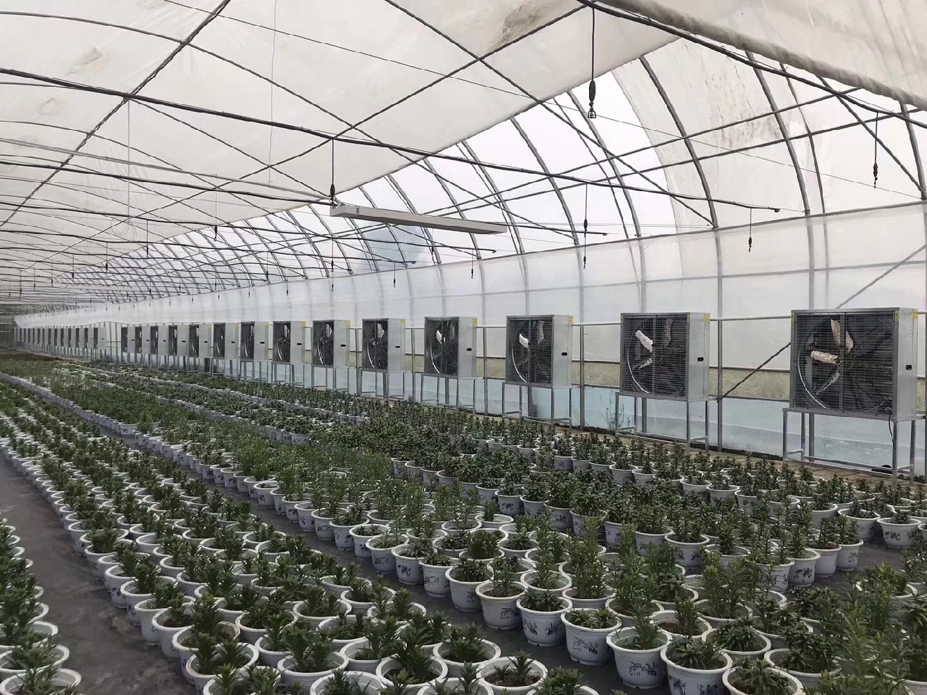 英德某花卉溫室安裝負壓風機換氣